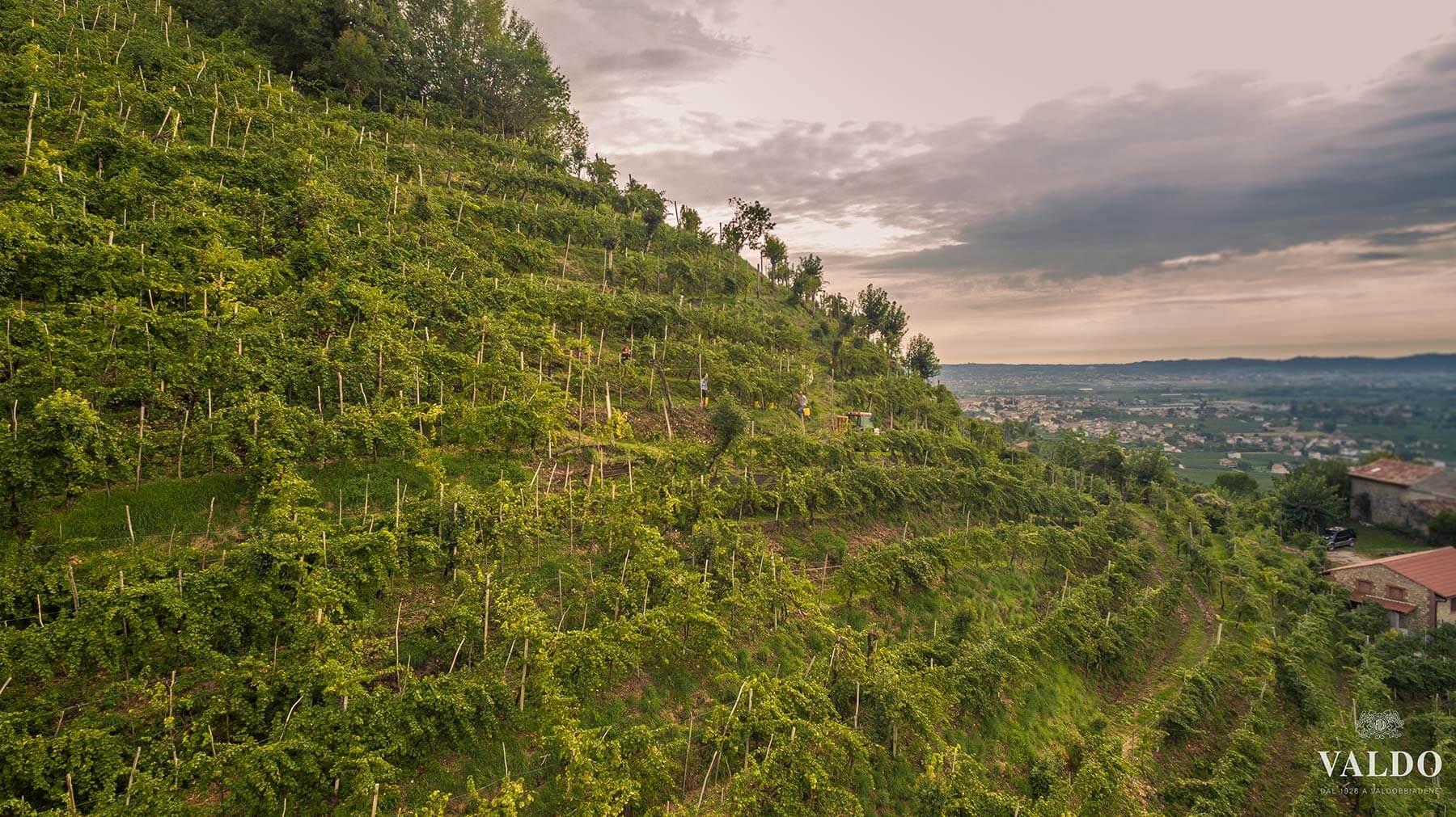 Reise durch Weinberge und Weinkellereien mit VIP-Verkostung